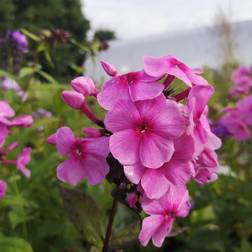 Phlox Paniculata 'Eva Cullum' Staude
