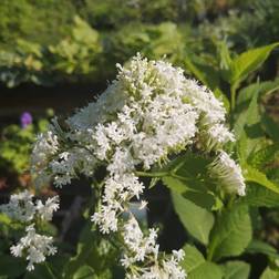 Sporebaldrian Albus - Centranthus ruber Albus