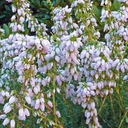 Erica cinerea 'Alba Major' Grålyng