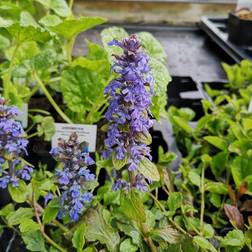 Krybende Læbeløs - Ajuga reptans Blomsterfrø