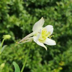 Akeleje Kristall - Aquilegia caerulea Kristall Blomsterfrø
