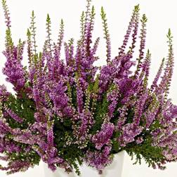 Efterårslyng - Calluna vulgaris Nico Sommerblomst