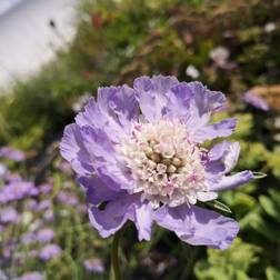 Skabiose Perfecta - Scabiosa caucasica Perfecta