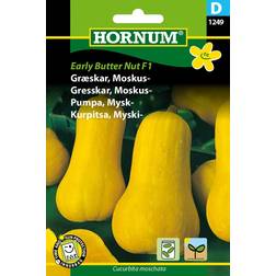 Hornum Græskar, Moskus-, Early Butter Nut F1 D 1249