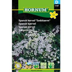 Hornum Spansk Kørvel frø, Sødskærm Blomsterfrø