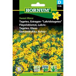 Hornum Tagetes Frø, Sweet Mace - Lakridstagetes Blomsterfrø