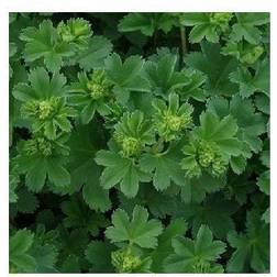 Løvefod - Alchemilla erythropoda