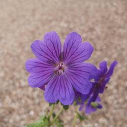 Storkenæb - Geranium platypetalum Sommerblomst