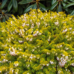 Erica carnea 'Golden Starlet' Forårslyng