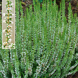 Calluna vulgaris 'Stefanie' Efterårslyng Sommerblomst