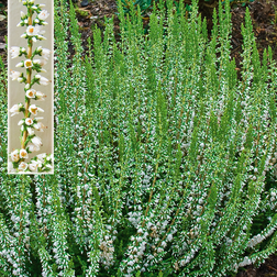 Calluna vulgaris 'Stefanie' Efterårslyng