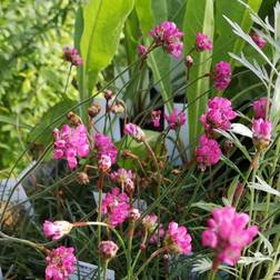 Engelsk Græs Vesuvius Armeria Blomsterfrø