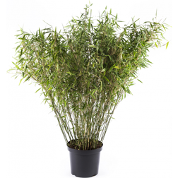 Sinarundinaria murielae 'Jumbo' Fargesia murielae Staude