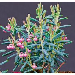 Rosmarinlyng Blue Lagoon Andromeda polifolia