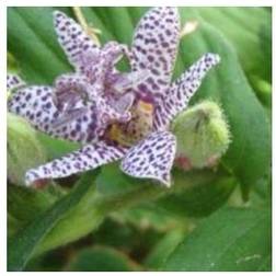 TRICYRTIS hirta Tudselilje Hvid/lilla