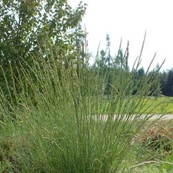 Fåresvingel - Festuca ovina