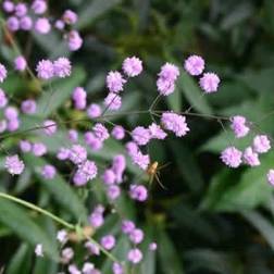 THALICTRUM delavayi 'Hewitts Double' Violfrøstjerne Blomsterfrø