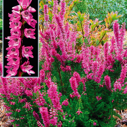 Calluna vulgaris 'Darkness' Efterårslyng