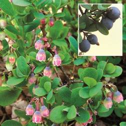 Vaccinium uliginosum Mosebølle Dekorationsfigur