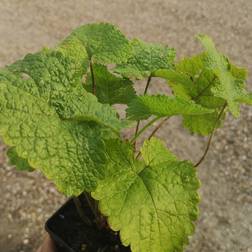 PHLOMIS tuberosa Løvehale Prydbusk