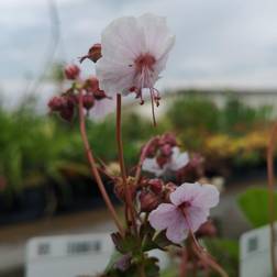 Storkenæb Biokovo - Geranium cantabrigiense Biokovo