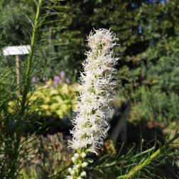 LIATRIS spicata 'Floristan Weiss' Pragtskær Prydbusk