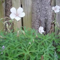 GERANIUM clarkei 'Kasmir White'