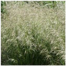 Mosebunke Goldtau - Deschampsia flexuosa