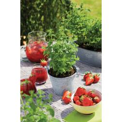 MENTHA arv.'Strawberry Mint' Jordbær Sommerblomst