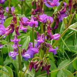 Vår-fladbælg - Lathyrus vernus