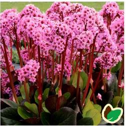 Kæmpestenbræk Spring Fling - Bergenia hybrid Spring Fling Prydbusk