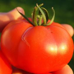 Seeds: Tomato Garden - Champion Hybrid