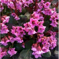 BERGENIA hybrid 'Rosi Klose' Kæmpestenbræk