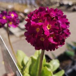 Kugleprimula Rubin - Primula denticulata Rubin