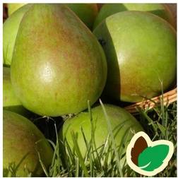 Pæretræ Colorée de Juillet Frugttræ & Bærbusk