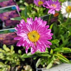 Alpeasters Happy End - Aster alpinus Happy Blomsterfrø
