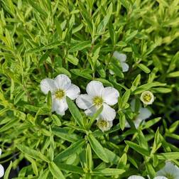 ARENARIA montana Sandvåner