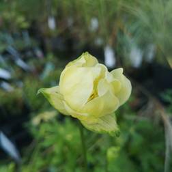 Engblomme Alabaster - Trollius hybrid Alabaster