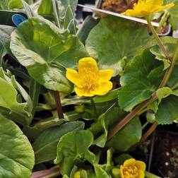 Engkabbeleje - Caltha palustris