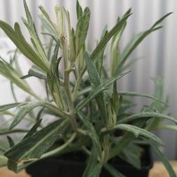 Bynke Silver Queen Artemisia ludoviciana Silver Blomsterfrø