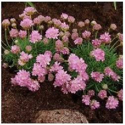 Engelsk Græs - Armeria juniperifolia Blomsterfrø