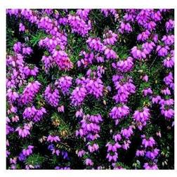 Forårslyng - Erica darleyensis Rubina Krukke