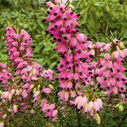 Erica carnea 'Eva' Forårslyng