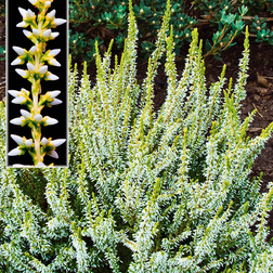 Calluna vulgaris 'Sandy' Efterårslyng Blomsterfrø
