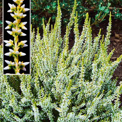 Calluna vulgaris 'Sandy' Efterårslyng