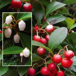 Gaultheria procumbens Bjergte Blomsterfrø