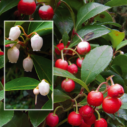 Gaultheria procumbens Bjergte