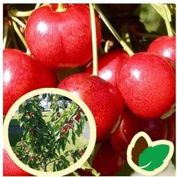 Dværgtræ Kirsebær Sunburst 5-8 grene Blomsterfrø