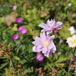 Eng Storkenæb Summer Skies Geranium pratense Summer