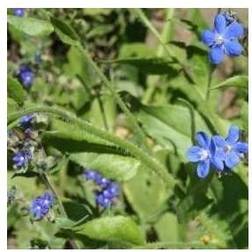 Lungeurt Azurea - Pulmonaria angustifolia Azurea